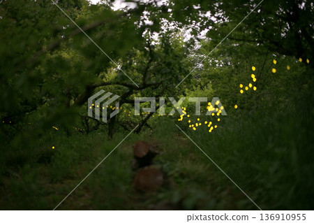 Fireflies dancing wildly - summer image 136910955