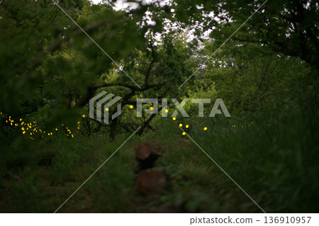 Fireflies dancing wildly - summer image 136910957