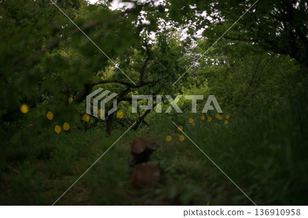 Fireflies dancing wildly - summer image Fireflies dancing wildly - summer image 136910958