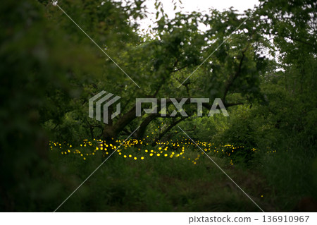 Fireflies dancing wildly - summer image 136910967