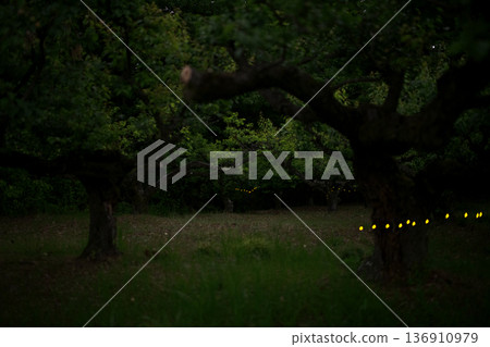 Fireflies dancing wildly - summer image 136910979