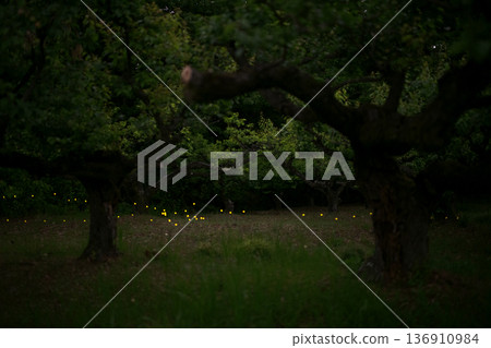 Fireflies dancing wildly - summer image 136910984