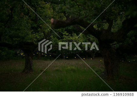 Fireflies dancing wildly - summer image Fireflies dancing wildly - summer image 136910988