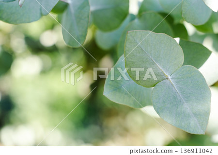 Fresh Eucalyptus Branches for Natural Cosmetics and Aromatherapy Concepts Fresh Eucalyptus Branches for Natural Cosmetics and Aromatherapy Concepts 136911042
