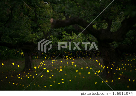 Fireflies dancing wildly - summer image 136911074