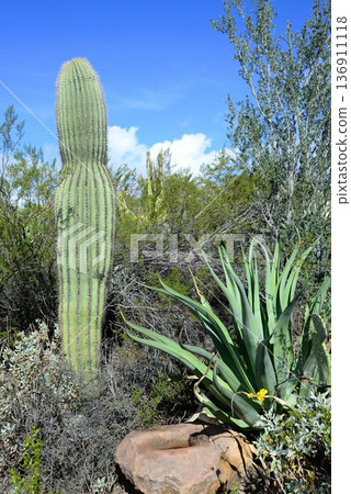 Century Plant Agave Century Plant Agave 136911118