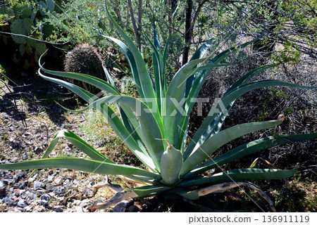 Century Plant Agave Century Plant Agave 136911119