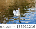 一隻天鵝 2 136911216