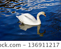 一隻天鵝 136911217