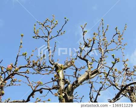 Beautiful new buds of a quince tree against the blue sky 136911229