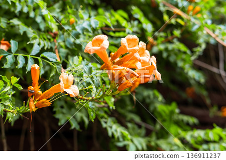 Orange trumpet flower blooming on green vine in garden. Vibrant floral scenery for nature concept design, Campsis radicans (trumpet vine) Orange trumpet flower blooming on green vine in garden. Vibrant floral scenery for nature concept design, Campsis radicans (trumpet vine) 136911237