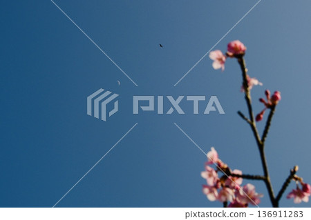 Kawazu cherry blossoms and a crescent moon in the setting sun Kawazu cherry blossoms and a crescent moon in the setting sun 136911283