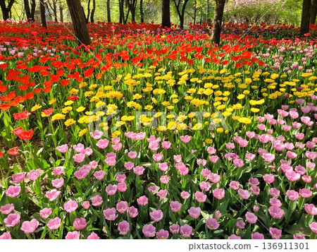 Colorful Tulips in Full Bloom at Seoul Forest Park Under the Spring Sun Colorful Tulips in Full Bloom at Seoul Forest Park Under the Spring Sun 136911301