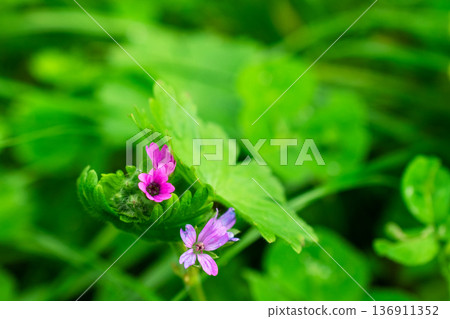 Delicate Pink Wildflowers in Lush Greenery 136911352
