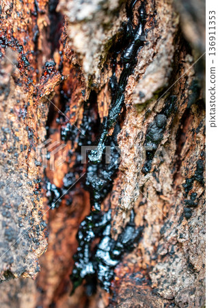 Oozing Black Sap on Rough Tree Bark 136911353