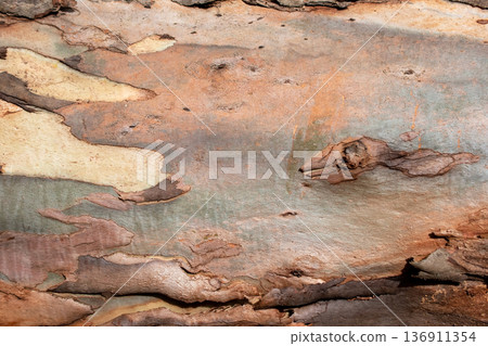 Vibrant and Textured Eucalyptus Bark Close-up 136911354