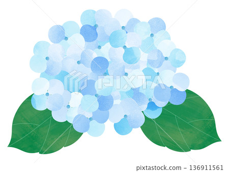 hydrangea flower hydrangea flower 136911561