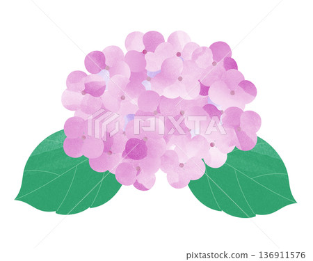繡球花 繡球花 136911576