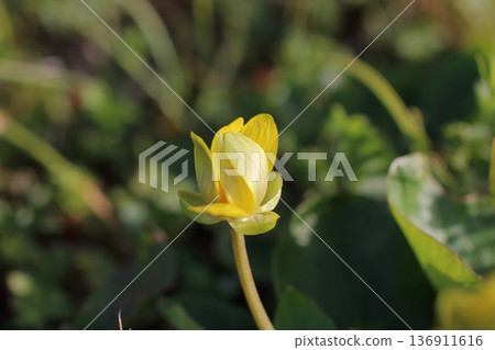A close-up of the simple and pretty marsh marigold A close-up of the simple and pretty marsh marigold 136911616