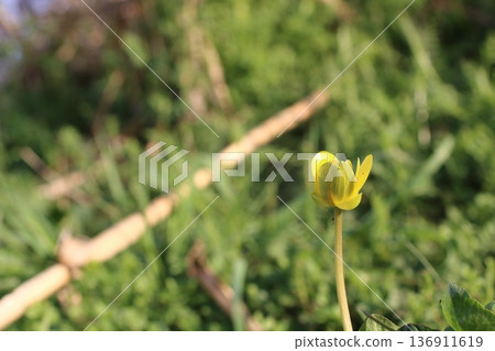 Marsh marigold flowers opening towards the sun Marsh marigold flowers opening towards the sun 136911619