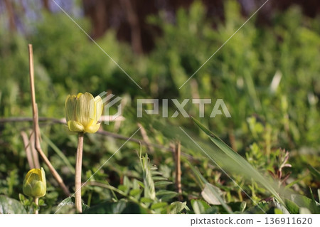 The natural appearance of marsh marigolds blooming in the wild The natural appearance of marsh marigolds blooming in the wild 136911620