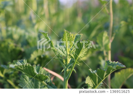 Mustard greens buds signal the arrival of spring Mustard greens buds signal the arrival of spring 136911625