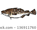 日式風格新鮮鱈魚插圖 136911760