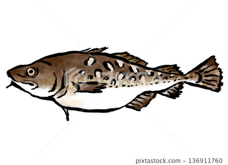 Fresh cod Japanese style illustration 136911760