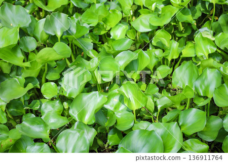 Densely growing aquatic plants, water hyacinth Densely growing aquatic plants, water hyacinth 136911764