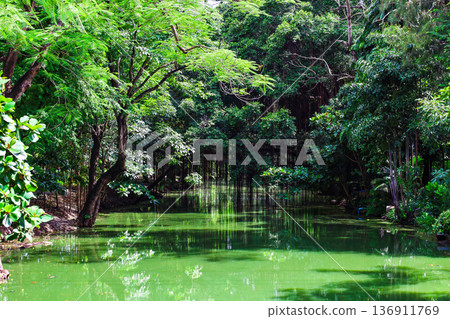 一條河流蜿蜒流經茂密的森林 一條河流蜿蜒流經茂密的森林 136911769