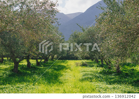 Blooming yellow flowers carpet ground beneath silver olive trees in winter. Misty mountains lush grass create scenic Mediterranean landscape copyspace Blooming yellow flowers carpet ground beneath silver olive trees in winter. Misty mountains lush grass create scenic Mediterranean landscape copyspace 136912042