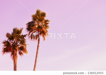 Two palm silhouettes stand against a dreamy pink sunset. Soft pastel gradient sky and tropical leaves create romantic minimalist background, copyspace Two palm silhouettes stand against a dreamy pink sunset. Soft pastel gradient sky and tropical leaves create romantic minimalist background, copyspace 136912055