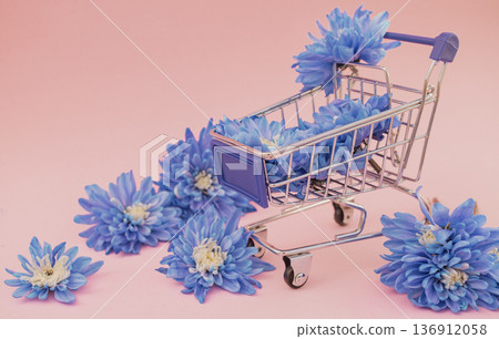 Dyed blue chrysanthemum flowers in small shopping cart pink background, decorative bouquet inside basket greeting gift, floral store delivery concept Dyed blue chrysanthemum flowers in small shopping cart pink background, decorative bouquet inside basket greeting gift, floral store delivery concept 136912058