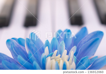 Large dyed blue chrysanthemum flower in front of piano keys, close up of vibrant single blossom musical instrument keyboard, art and symphony concept Large dyed blue chrysanthemum flower in front of piano keys, close up of vibrant single blossom musical instrument keyboard, art and symphony concept 136912060