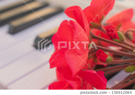 Romantic greeting card concept with red geranium on piano keys, close up top view of musical instrument with flowers, creative spring background Romantic greeting card concept with red geranium on piano keys, close up top view of musical instrument with flowers, creative spring background 136912064