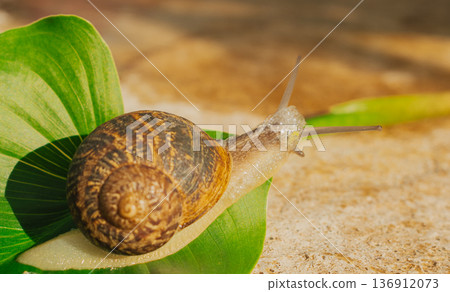 Large garden snail crawling on green calla lily leaf, macro shot of mollusk in natural habitat, organic beauty and slow living concept 136912073
