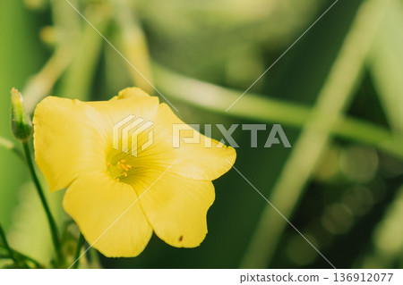 Close-up of yellow Oxalis pes-caprae flower blooming. Bermuda buttercup in Mediterranean nature. Close-up of yellow Oxalis pes-caprae flower blooming. Bermuda buttercup in Mediterranean nature. 136912077