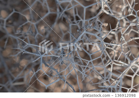 close up of harsh spiky shrub texture with small green leaves creating dense natural camouflage close up of harsh spiky shrub texture with small green leaves creating dense natural camouflage 136912098