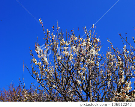 Scenery with white plum Scenery with white plum 136912243