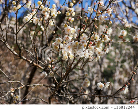 Scenery with white plum Scenery with white plum 136912244