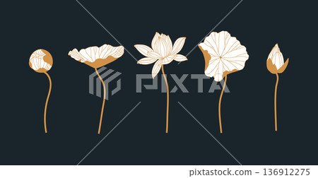 Lily silhouettes different forms set blue Lily silhouettes different forms set blue 136912275
