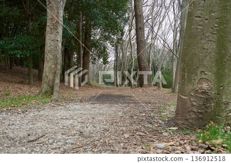 A leafless promenade stretching straight through a winter forest 136912518