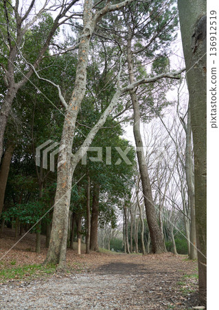 A leafless promenade stretching straight through a winter forest 136912519