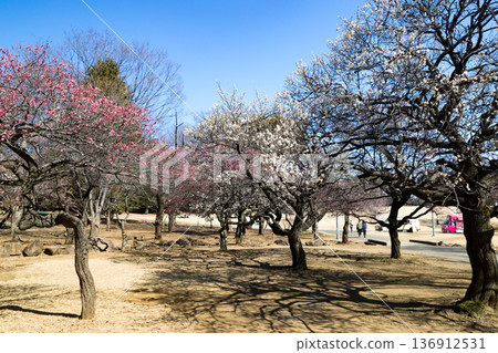 Plum Garden, Tokorozawa Aviation Memorial Park, Saitama Prefecture Plum Garden, Tokorozawa Aviation Memorial Park, Saitama Prefecture 136912531