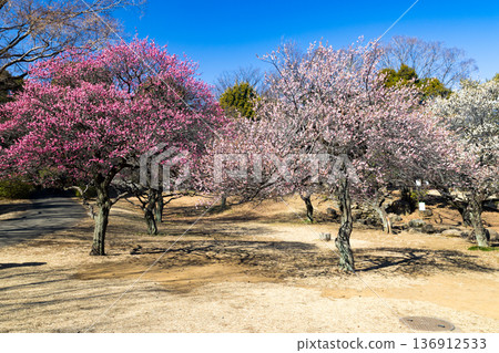 Plum Garden, Tokorozawa Aviation Memorial Park, Saitama Prefecture 136912533