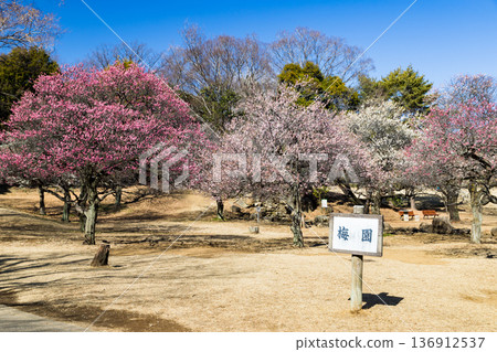 埼玉縣所澤航空紀念公園梅園 埼玉縣所澤航空紀念公園梅園 136912537