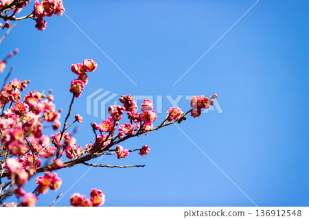 Plum Garden, Tokorozawa Aviation Memorial Park, Saitama Prefecture 136912548