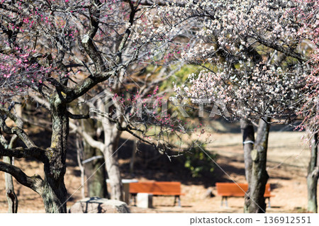 埼玉縣所澤航空紀念公園梅園 埼玉縣所澤航空紀念公園梅園 136912551