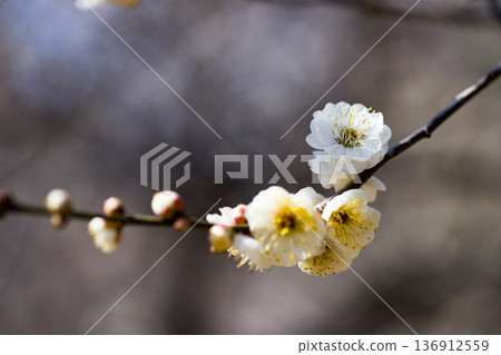 Plum Garden, Tokorozawa Aviation Memorial Park, Saitama Prefecture 136912559