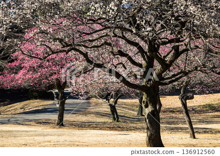 埼玉縣所澤航空紀念公園梅園 136912560